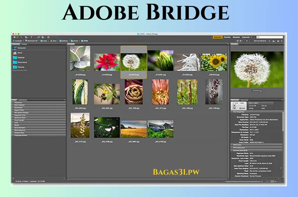 Adobe Bridge Download 2024 