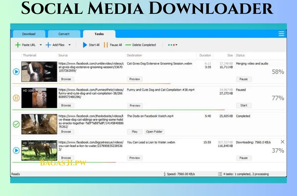 Social Media Downloader Download 2024